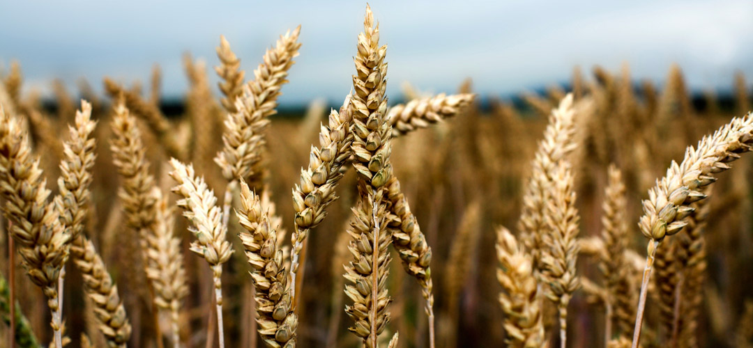 Ασφάλεια Αγροτών